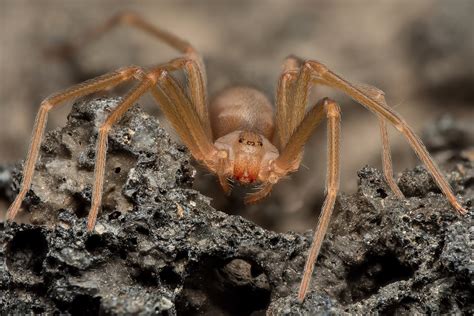 araa violinista ibiza|La aciaga mordedura de la araña violinista, la más。